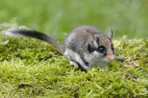 Eine Wildgehölzhecke für Gartenschläfer und Co. – Umsetzung von Schutzmaßnahmen für den selten gewordenen Bilch hat begonnen