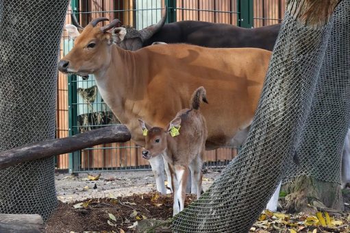 Am Elften im Elften:  Banteng-Kälbchen im Kölner Zoo geboren