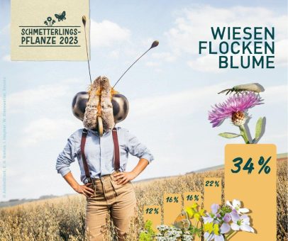 Wiesenflockenblume ist Schmetterlingspflanze des Jahres 2023