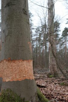 Waldzustand in Berlin: Trendumkehr noch lange nicht in Sicht