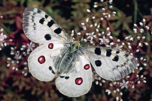 Schmetterling des Jahres 2024: Mosel-Apollofalter