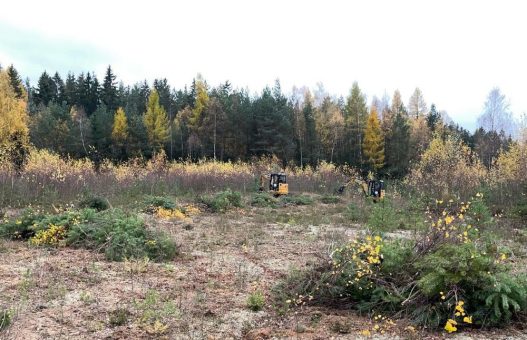 Heidepflege im Hartmannsdorfer Forst