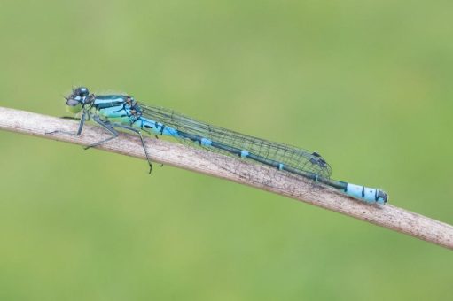 Die Mond-Azurjungfer ist Libelle des Jahres 2024