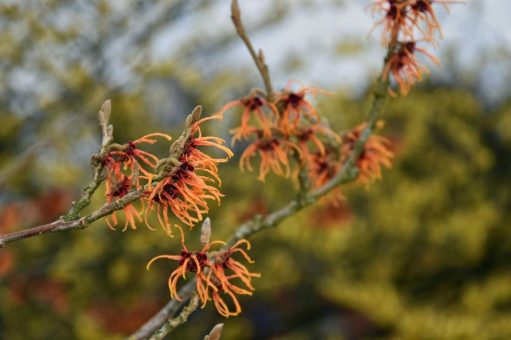 Winterliches Blütenfest mit Zaubernuss, Christrose und Schneeball