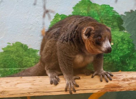 50 Jahre Madagaskarhaus im Kölner Zoo: Hochseltene Mongozmakis als neue Bewohner