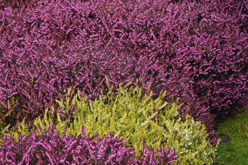 Leuchtende Blütenpracht kündigt nahenden Frühling an