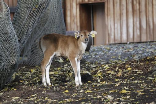 Banteng-Kälbchen im Kölner Zoo geboren