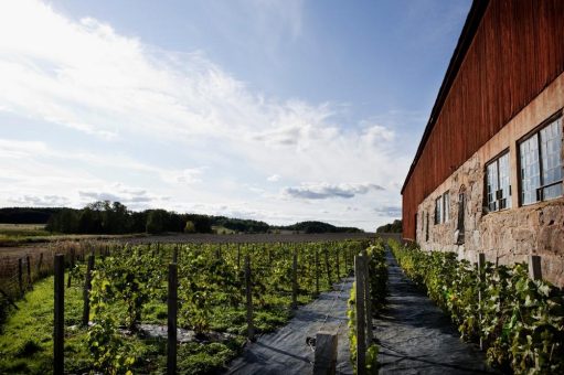 Einfach traubenhaft: Urlaub auf schwedischen Weingütern
