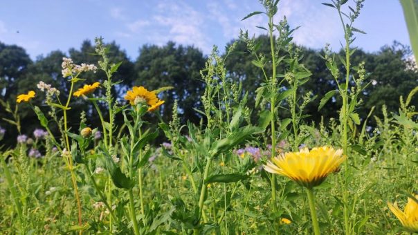 Vom Saatgut bis zur Blüte: ImmerBunt und Ammerländer Versicherung gehen Kooperation ein