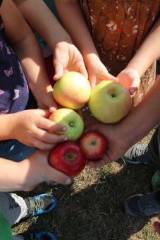 Von der Blüte bis zum Apfel: Ammerländer Versicherung unterstützt Naturschutzprojekt