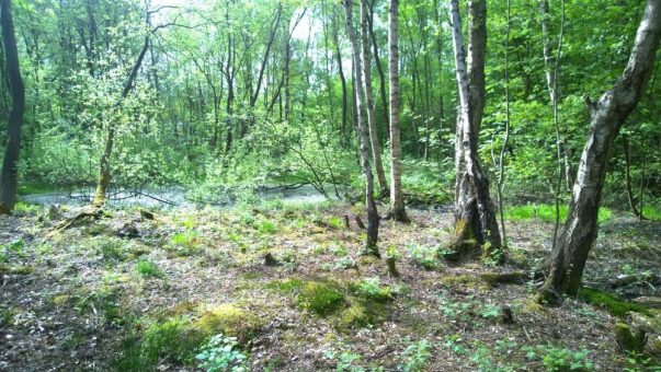 Mitmachen beim Moor-Aktionstag