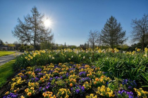 Ein Meer aus Blüten verkündet den Frühling