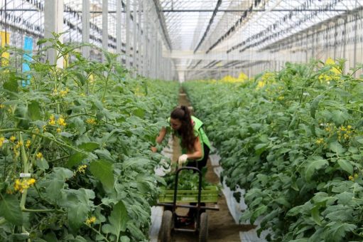 Südeuropas grüne Goldmine: Solargewächshäuser fördern sozialen Wohlstand