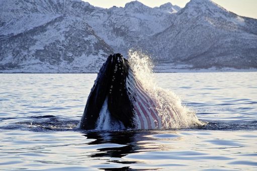 Drei außergewöhnliche Erlebnisse am norwegischen Polarkreis