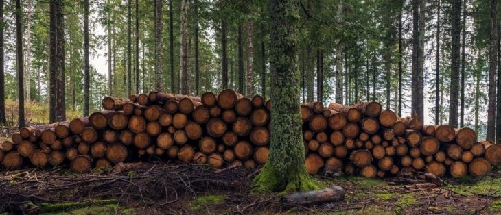 Vorsteuerberichtigung: Auf den einzelnen Baum kommt es an