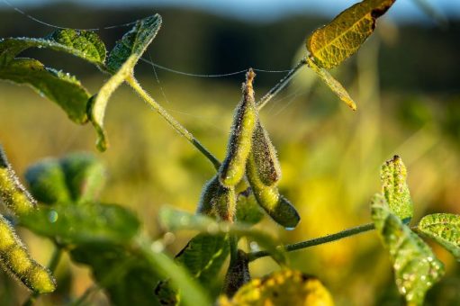 Für Nachwuchs sorgen: Darum setzt farmsaat auf die Sojabohne