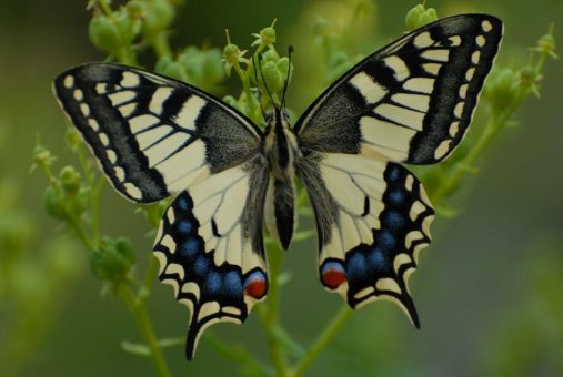 NatureLife-Präsident C.-P. Hutter: spätes Mähen hilft Schmetterlingen und Wildbienen Insekten brauchen Nahrung und Lebensräume