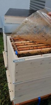 Bienen auf dem Dach der bigBOX ALLGÄU