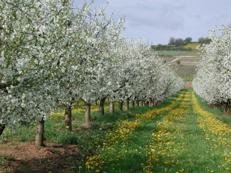 Rheinhessen im Frühling: Genussradeln durchs Obstblütenmeer