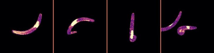 Außer Form geraten: Form- und Bewegungsschwäche von Malaria-Parasiten verhindert Übertragung