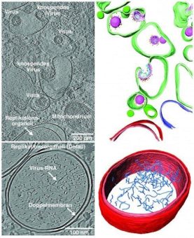 Erkenntnisse aus einer kalten Welt: Kryo-Elektronentomografie bietet Blick auf das Corona-Virus