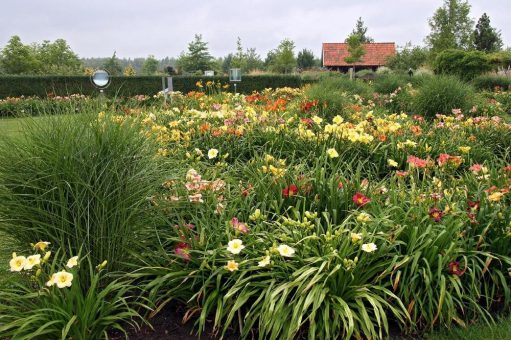 Besondere Taglilien bei Auktion im Park der Gärten ersteigern