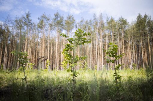 Klimaziele in Gefahr: Verbände fordern Mindestlohn für den Wald