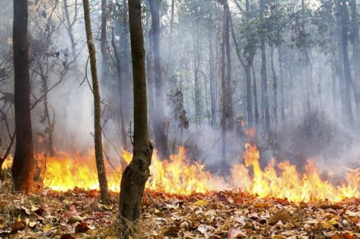 Von der Marwitz: Große Waldbrandgefahr angesichts vertrockneter Bäume und großer Mengen Schadholz