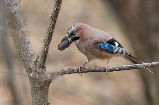 Internationaler Tag der Wälder – Waldbesitzer sorgen sich um Erhalt der Artenvielfalt