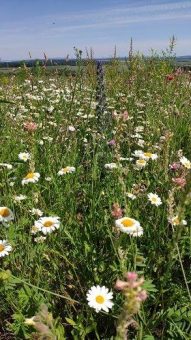 Aktionswoche Artenvielfalt – Biogas verbindet Biodiversität mit Versorgungssicherheit