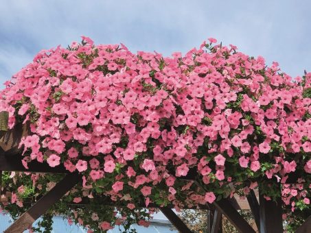 Petunie VISTA: Balkon, Terrasse und Garten starten mit üppiger Blütenpracht in den Frühling