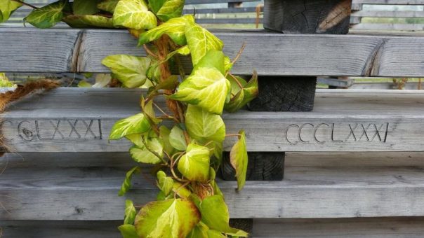 Deutschlands größte Efeusammlung ist im Schlosspark Dennenlohe zu bewundern