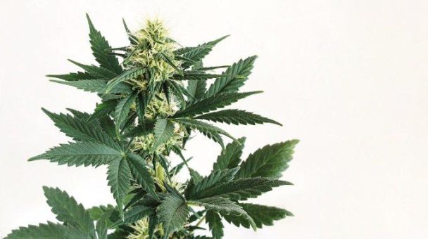 THC in Deutschland legalisiert: Ist CBD jetzt überhaupt noch relevant?