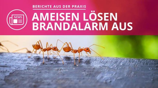 Ameisen lösen Brandalarm aus