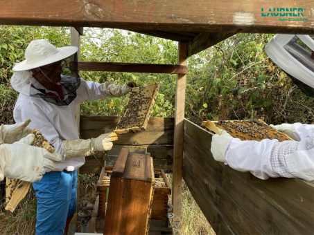 Aus Verbundenheit zur Region: Andreas Laubner GmbH ist nun Bienenpate