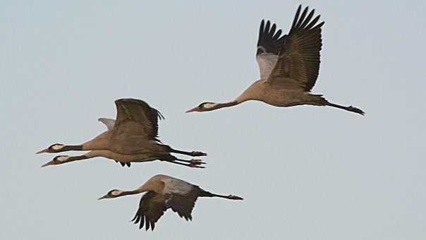 Die Magie des Vogelzugs erleben!