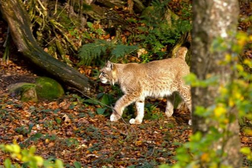 Die Pinselohren besuchen – Afterwork-Wanderung