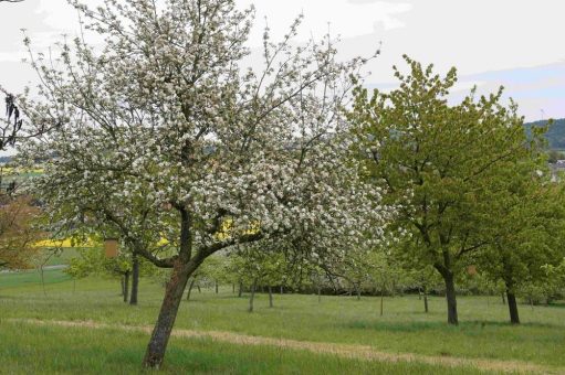 Streuobstwiese: Hotspot der Artenvielfalt