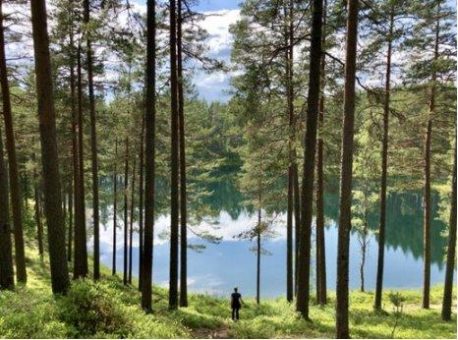 Pünktlich zur Walpurgisnacht: Schwedens mystischen Wald direkt vor der eigenen Haustür erleben