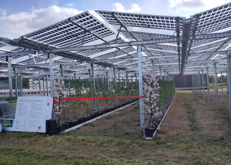 Beerenanbau mit Photovoltaik und geschlossenem Wasserkreislauf – Wasser und Watt gibt Wein – Transparente PV-Module Solarlösungen aus BaWü