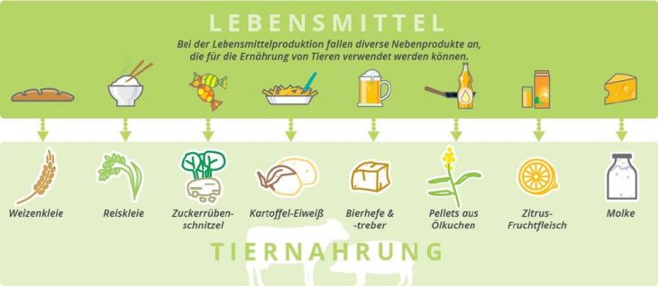 Nutztiere – Nahrungslieferanten und Nahrungskonkurrenten?