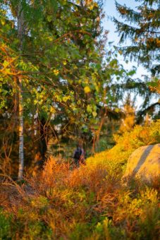 Die Gestütswiesen zum Herbstbeginn