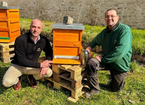 Apis monastica: Die Eberbacher Klosterbienen sind da!