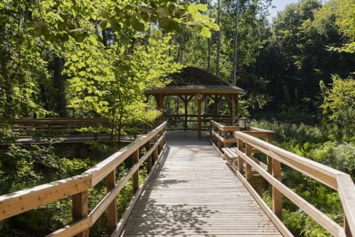 Waldrauschen am Meer – Waldtherapie an der Ostseeküste