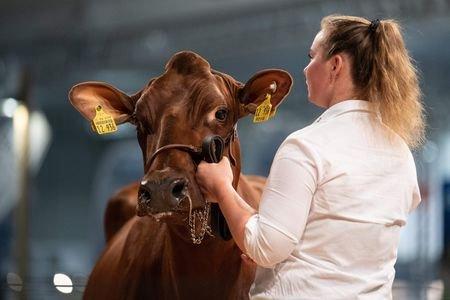 Hochkarätiges internationales Fachprogramm auf der EuroTier 2024