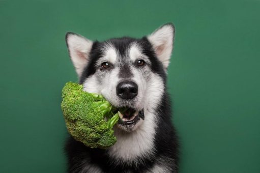 Veggie-Day – Hunde-Ernährung ergänzen mit vegetarischen Tagen