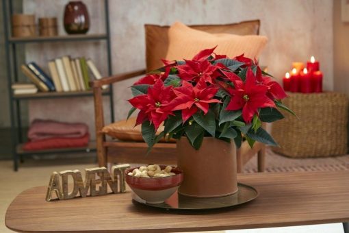 Glanzstücke für Produzenten und Verbraucher: Rote Poinsettien-Sorten mit Erfolgsgarantie für jedes Fest