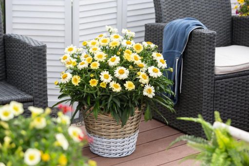 Die perfekte Ergänzung für einen strahlenden Sommer: Leucanthemum Sweet Daisy ‚Izabel‘