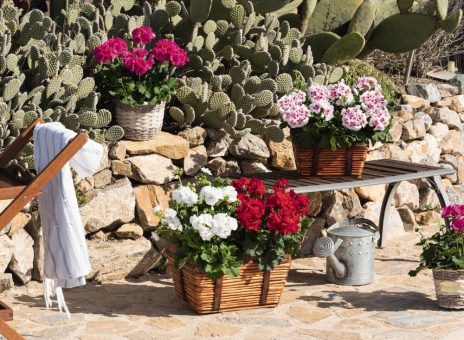 Tradition trifft Innovation: Die neue Pelargonien-Serie „Santana“ trotzt Wetterextremen und startet mit breiter Farbpalette