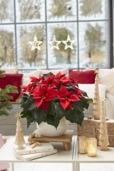 Beste Rote für ein gelungenes Weihnachtsfest: Perfekte Poinsettien-Sorten für Produzenten und Verbraucher